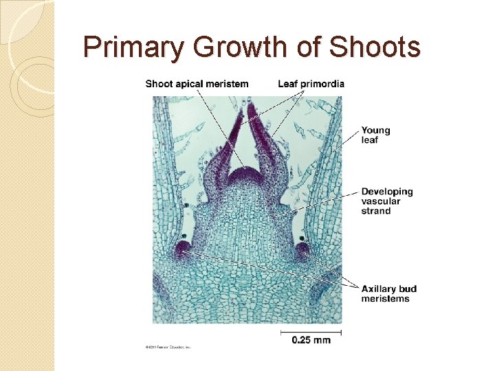 Primary Growth of Shoots 