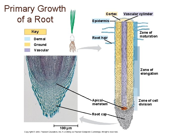Primary Growth of a Root Cortex Epidermis Key Root hair Dermal Vascular cylinder Zone