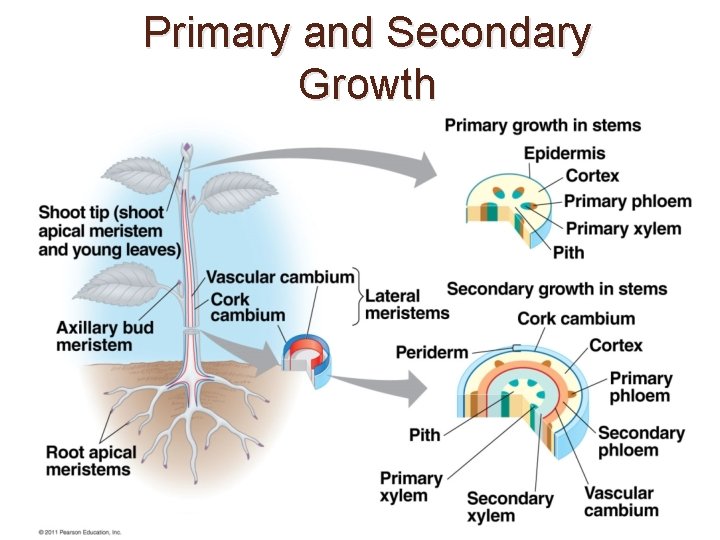 Primary and Secondary Growth 