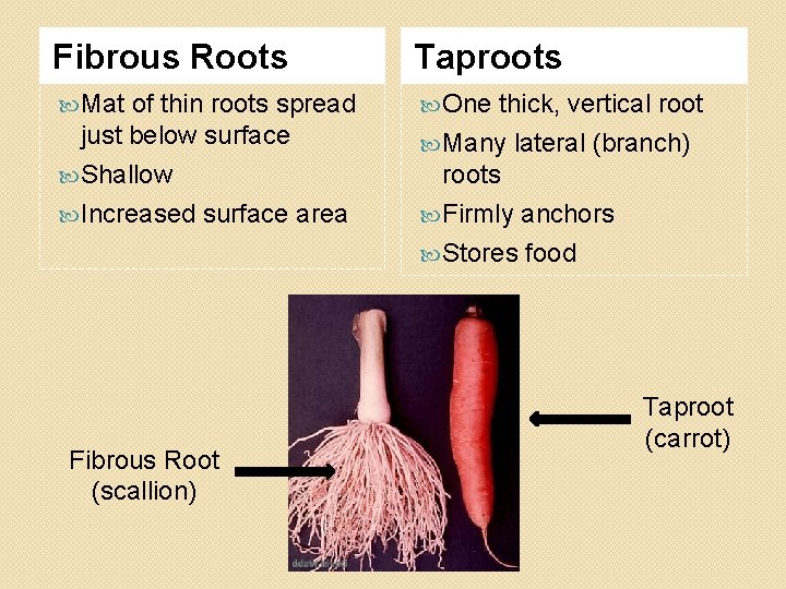 Fibrous Roots Taproots Mat One of thin roots spread just below surface Shallow Increased