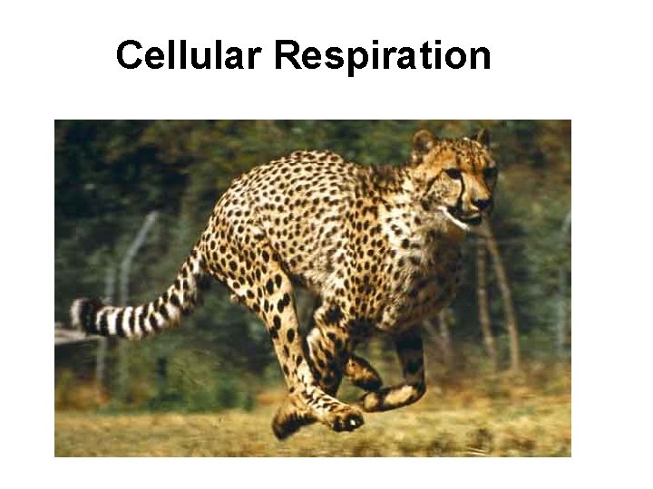 Cellular Respiration 