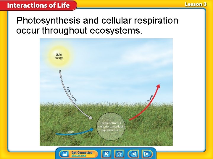 Photosynthesis and cellular respiration occur throughout ecosystems. 