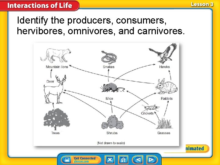 Identify the producers, consumers, hervibores, omnivores, and carnivores. 