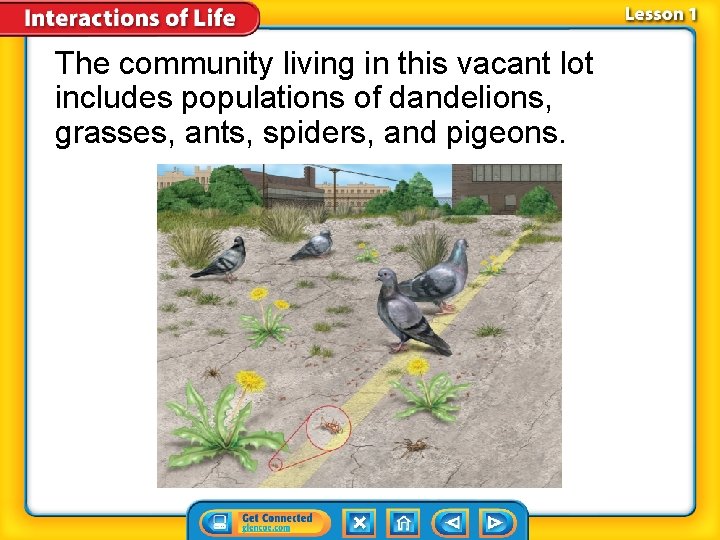 The community living in this vacant lot includes populations of dandelions, grasses, ants, spiders,
