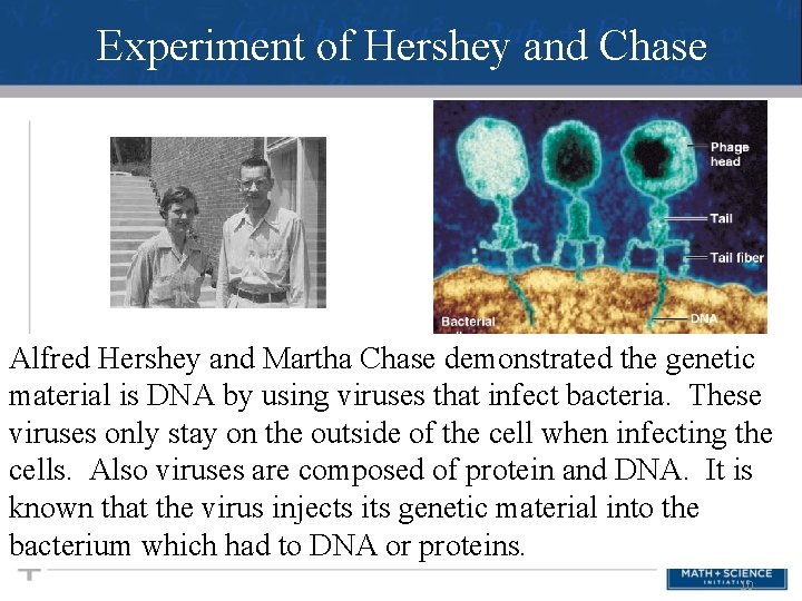 Experiment of Hershey and Chase Alfred Hershey and Martha Chase demonstrated the genetic material