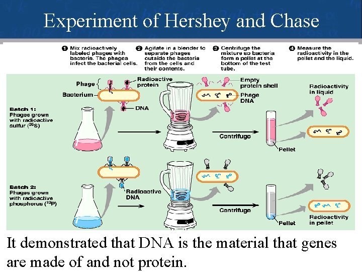 Experiment of Hershey and Chase It demonstrated that DNA is the material that genes