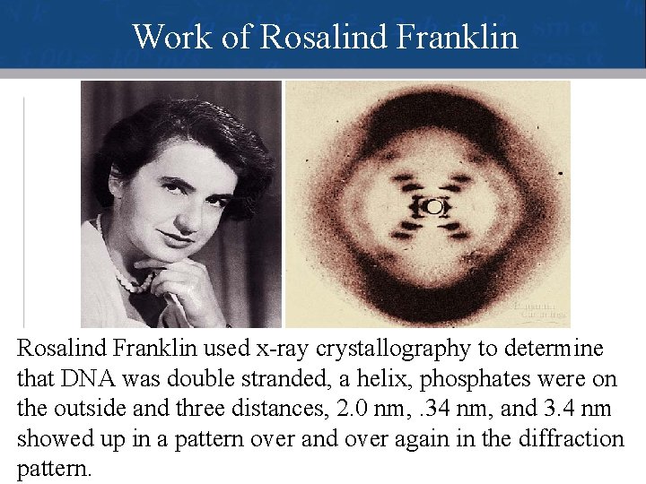 Work of Rosalind Franklin used x-ray crystallography to determine that DNA was double stranded,