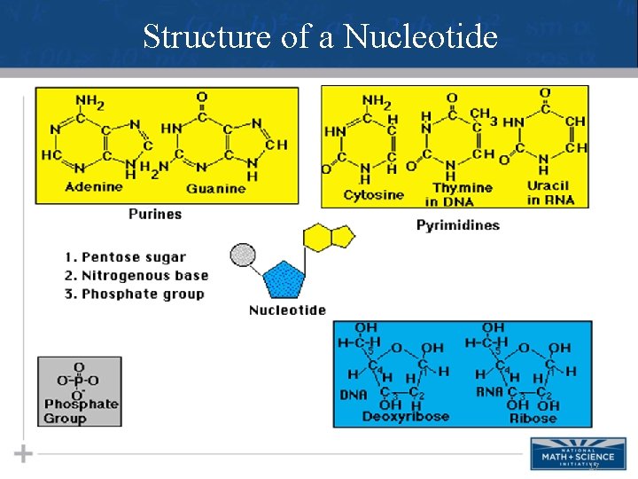 Structure of a Nucleotide 17 