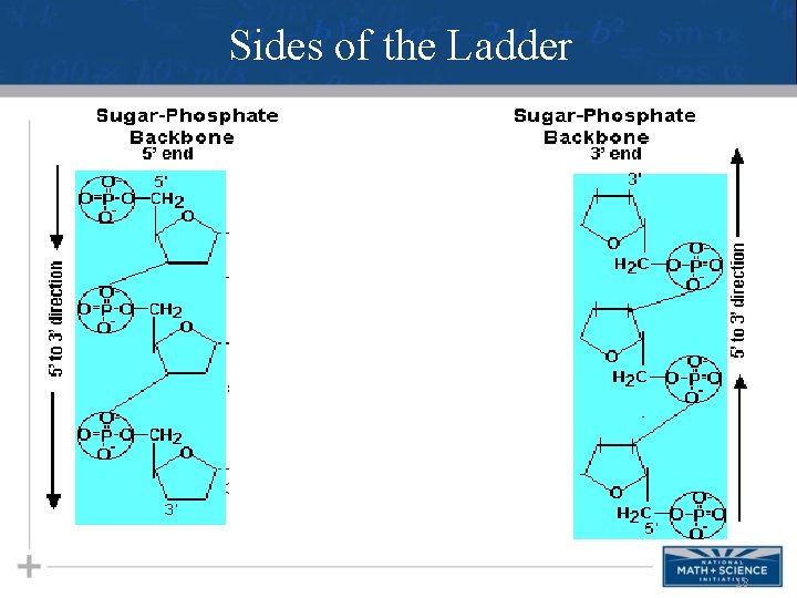 Sides of the Ladder 18 