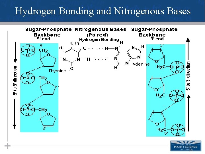 Hydrogen Bonding and Nitrogenous Bases 19 