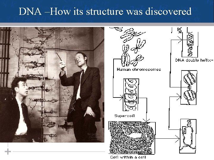 DNA –How its structure was discovered 2 