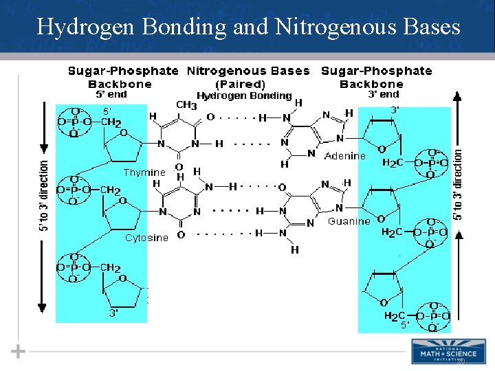 Hydrogen Bonding and Nitrogenous Bases 20 