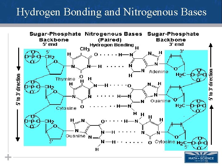 Hydrogen Bonding and Nitrogenous Bases 21 