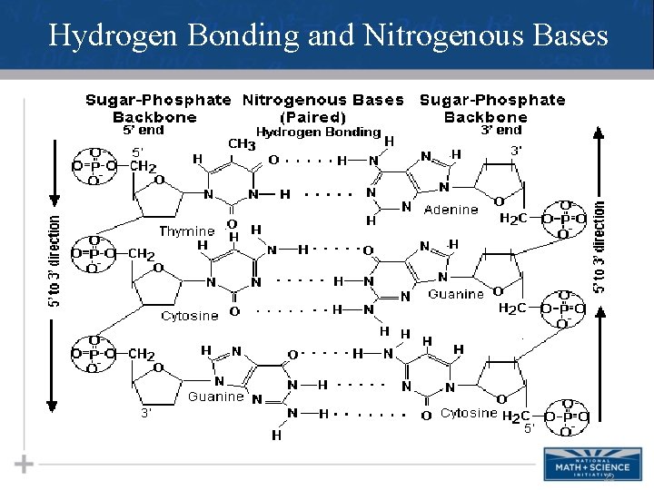 Hydrogen Bonding and Nitrogenous Bases 22 