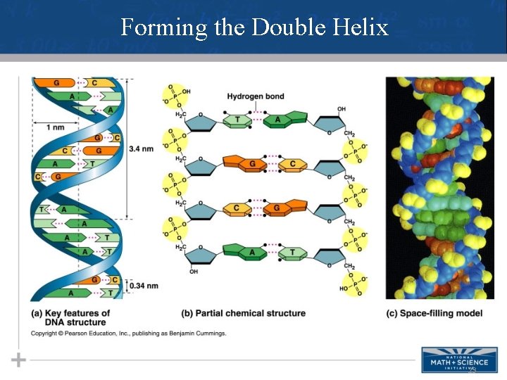 Forming the Double Helix 23 