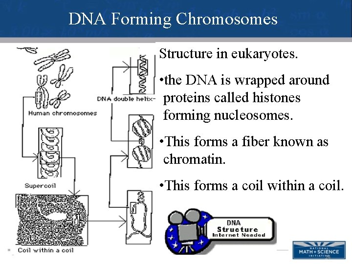 DNA Forming Chromosomes Structure in eukaryotes. • the DNA is wrapped around proteins called