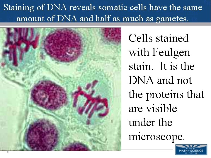 Staining of DNA reveals somatic cells have the same amount of DNA and half