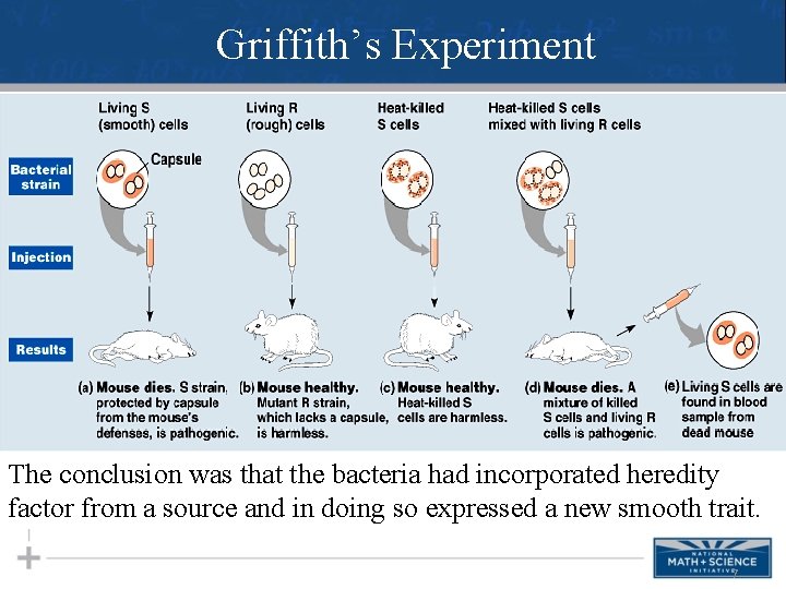 Griffith’s Experiment The conclusion was that the bacteria had incorporated heredity factor from a