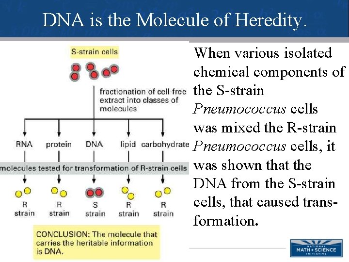 DNA is the Molecule of Heredity. When various isolated chemical components of the S-strain