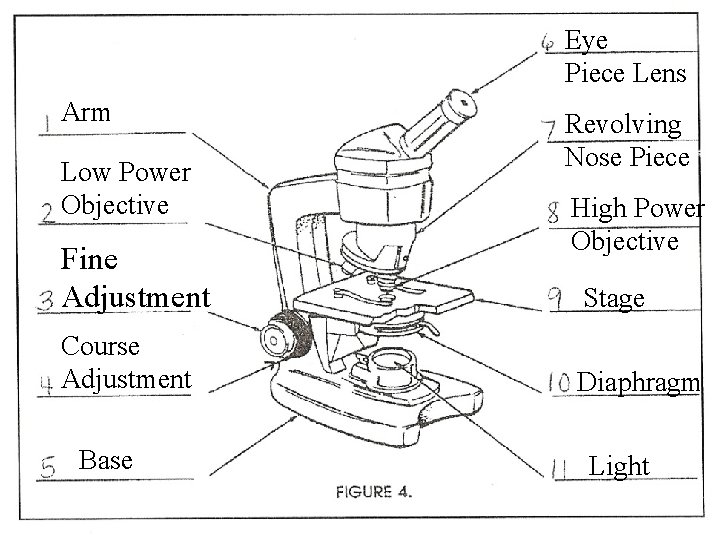 Eye Piece Lens Arm Low Power Objective Fine Adjustment Course Adjustment Base Revolving Nose