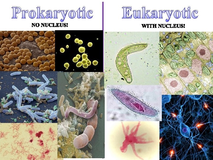 Prokaryotic Eukaryotic 