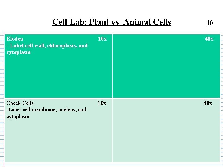 Cell Lab: Plant vs. Animal Cells 40 Elodea - Label cell wall, chloroplasts, and