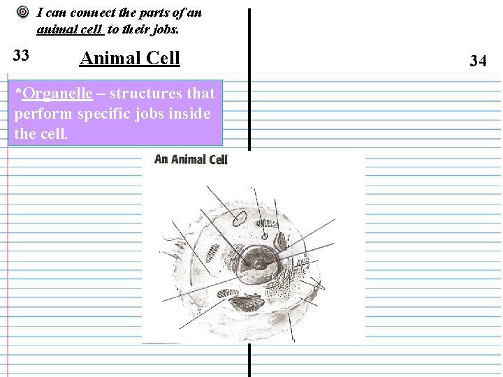 I can connect the parts of an animal cell to their jobs. 33 Animal