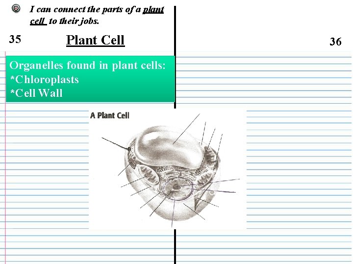 I can connect the parts of a plant cell to their jobs. 35 Plant