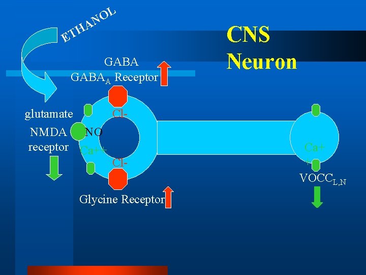 L O N A H ET GABAA Receptor glutamate Cl. NMDA NO receptor Ca++