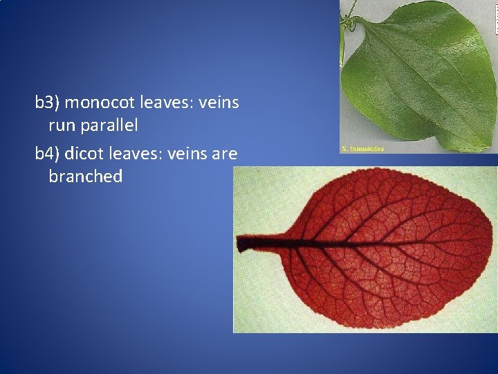 b 3) monocot leaves: veins run parallel b 4) dicot leaves: veins are branched