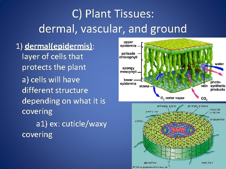 C) Plant Tissues: dermal, vascular, and ground 1) dermal(epidermis): layer of cells that protects