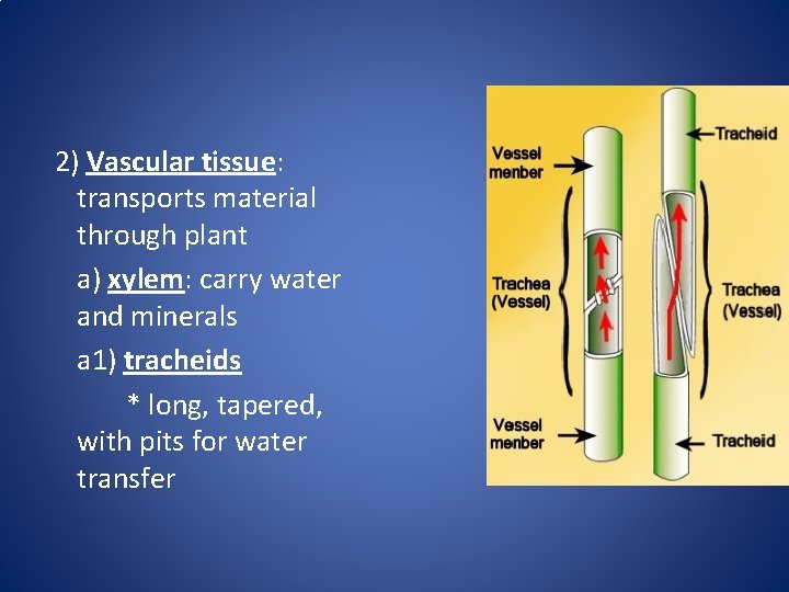 2) Vascular tissue: transports material through plant a) xylem: carry water and minerals a