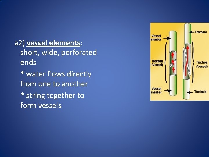 a 2) vessel elements: short, wide, perforated ends * water flows directly from one