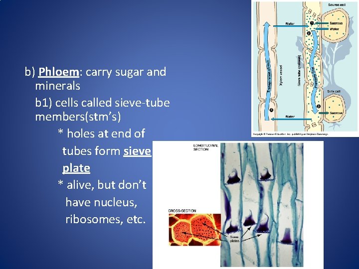 b) Phloem: carry sugar and minerals b 1) cells called sieve-tube members(stm’s) * holes