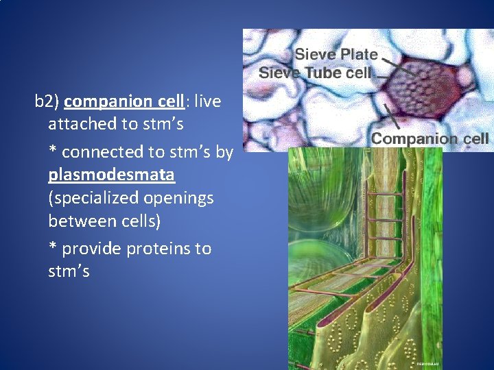 b 2) companion cell: live attached to stm’s * connected to stm’s by plasmodesmata