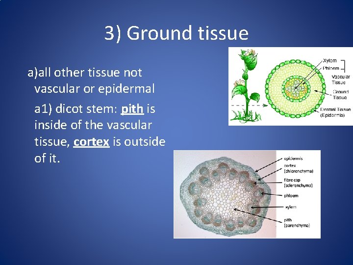 3) Ground tissue a)all other tissue not vascular or epidermal a 1) dicot stem:
