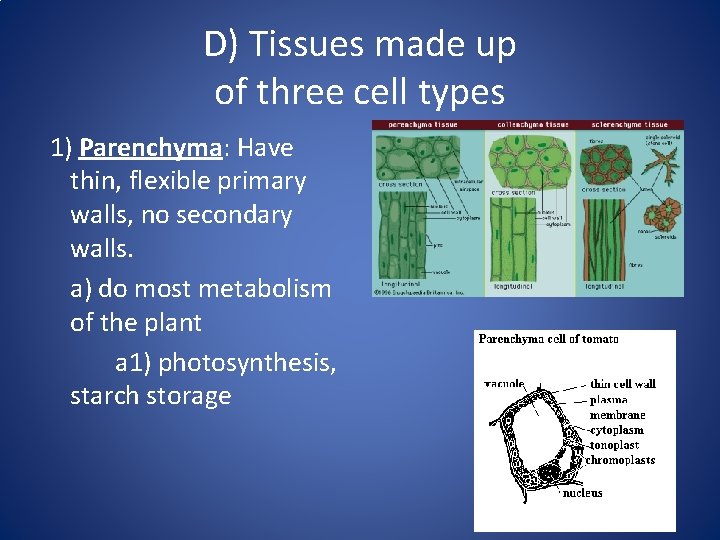 D) Tissues made up of three cell types 1) Parenchyma: Have thin, flexible primary