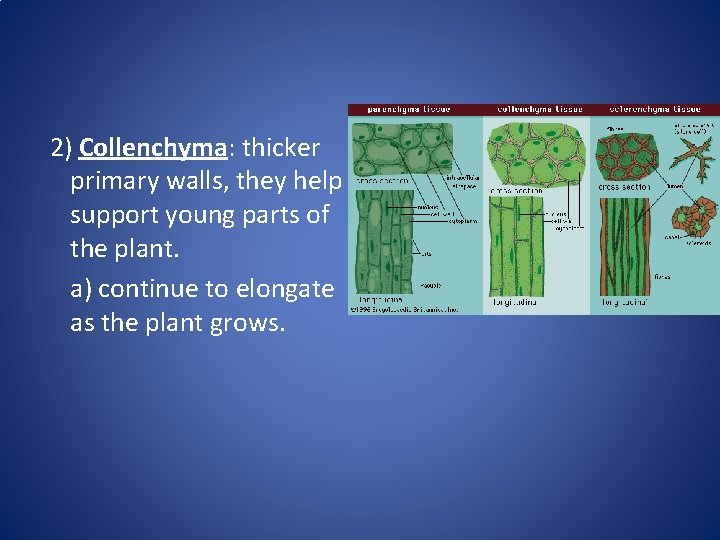 2) Collenchyma: thicker primary walls, they help support young parts of the plant. a)