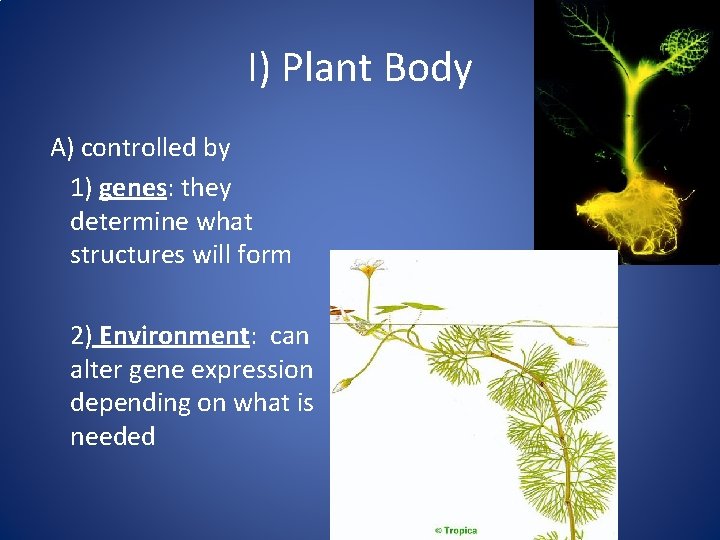 I) Plant Body A) controlled by 1) genes: they determine what structures will form