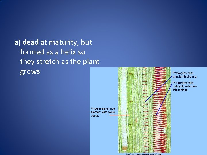 a) dead at maturity, but formed as a helix so they stretch as the