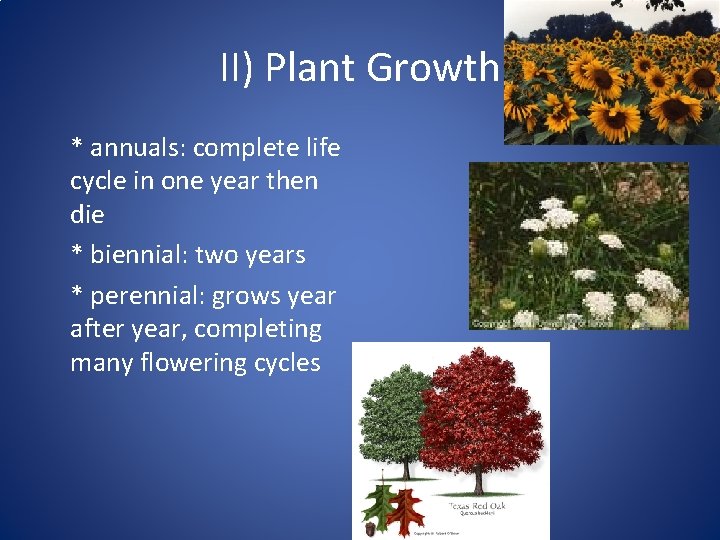 II) Plant Growth * annuals: complete life cycle in one year then die *