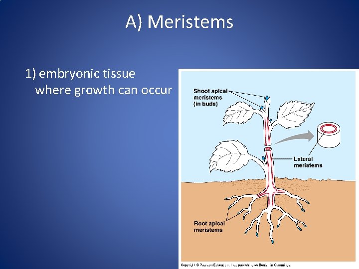 A) Meristems 1) embryonic tissue where growth can occur 