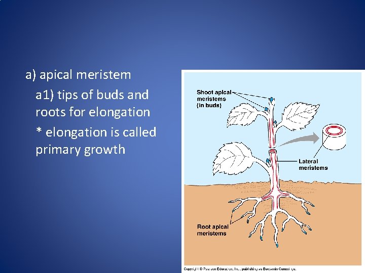 a) apical meristem a 1) tips of buds and roots for elongation * elongation