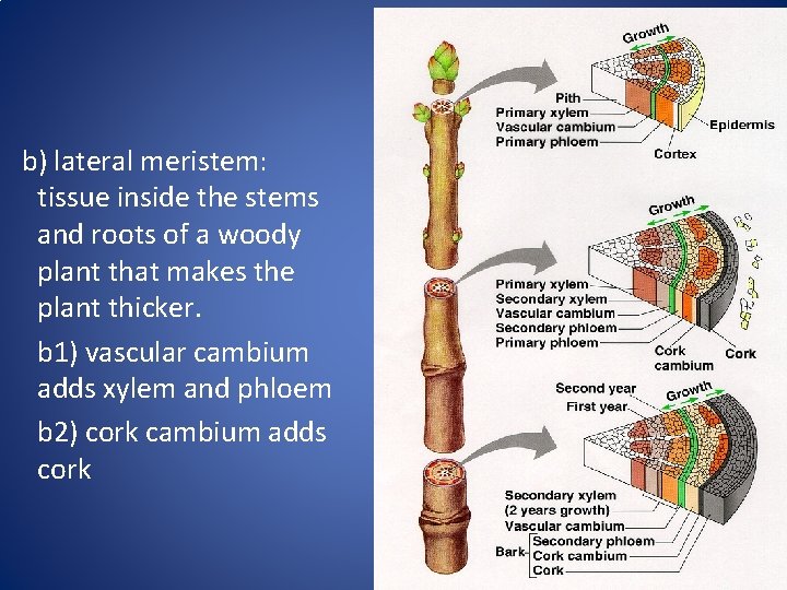 b) lateral meristem: tissue inside the stems and roots of a woody plant that
