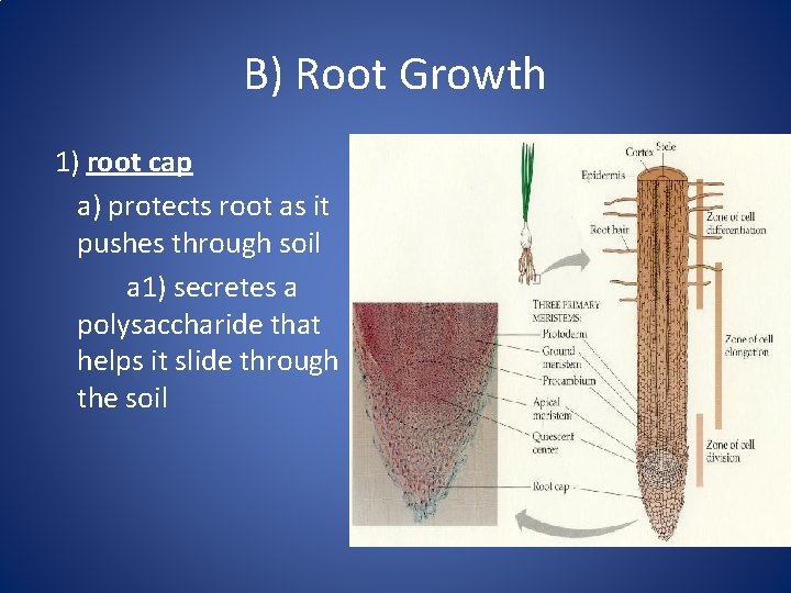 B) Root Growth 1) root cap a) protects root as it pushes through soil