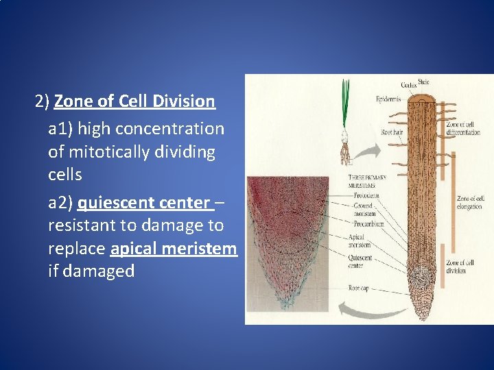 2) Zone of Cell Division a 1) high concentration of mitotically dividing cells a
