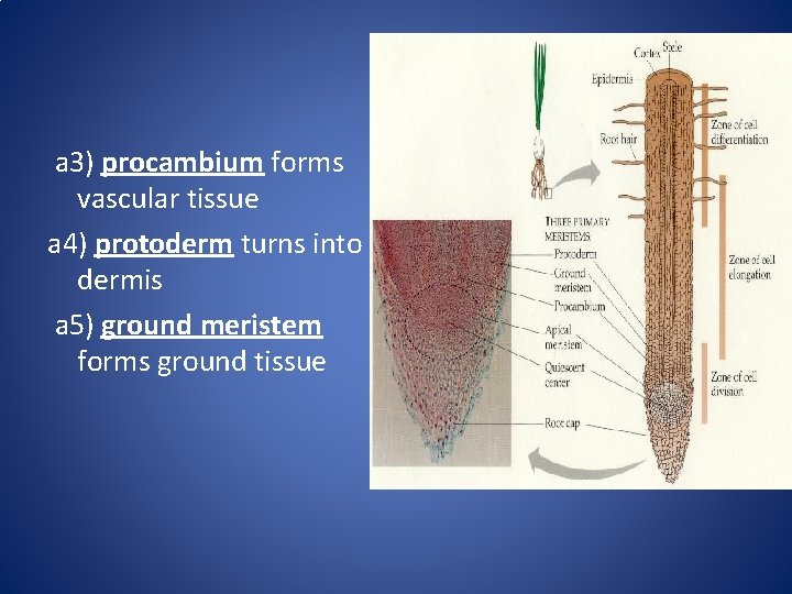 a 3) procambium forms vascular tissue a 4) protoderm turns into dermis a 5)