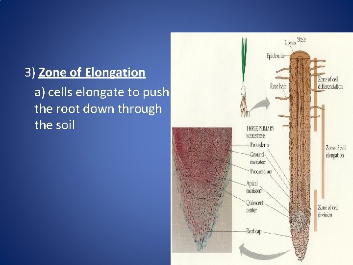 3) Zone of Elongation a) cells elongate to push the root down through the