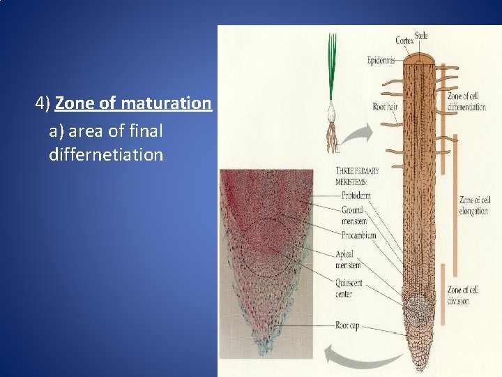 4) Zone of maturation a) area of final differnetiation 