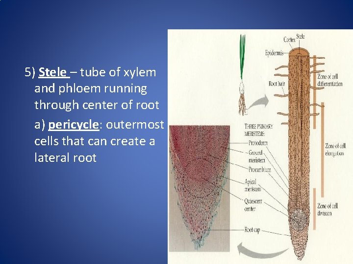 5) Stele – tube of xylem and phloem running through center of root a)